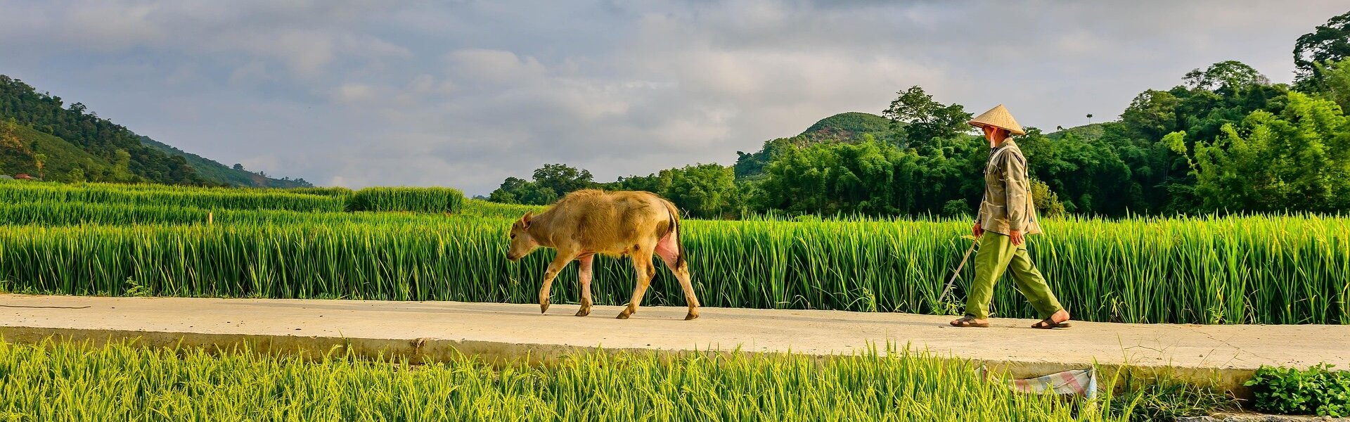 Pakse Laos Buffalo and Rice Field, Laos